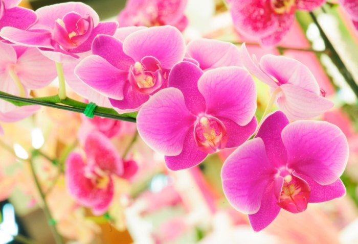 蘭花室內養護 蘭花室內養護