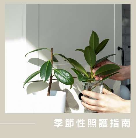 橡皮樹澆水技巧