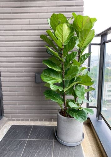 琴葉榕成長 琴葉榕成長