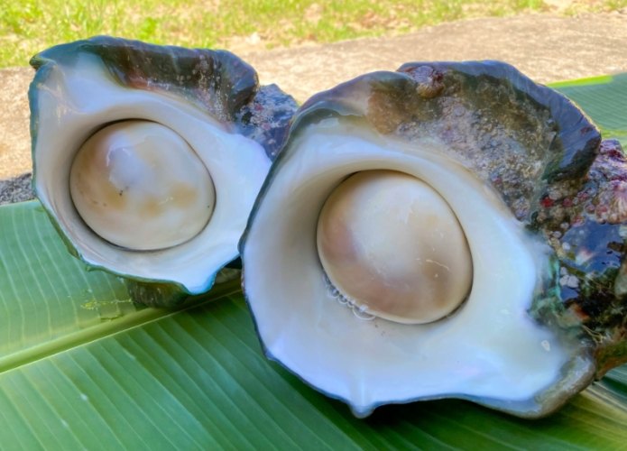 夜光貝市場行情