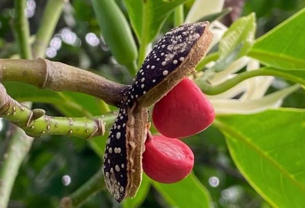 玉蘭花繁殖方法