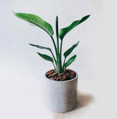 天堂鳥褐斑病症狀