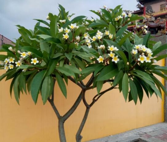 鸡蛋花树干空心原因