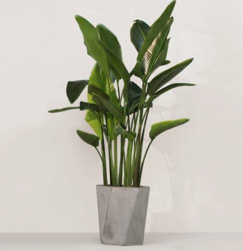 室內植物高度控制