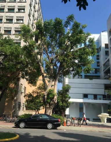 树木死亡症状 树木死亡症状