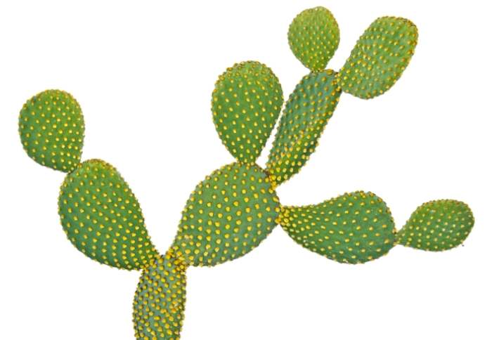 仙人掌急救方法 仙人掌急救方法