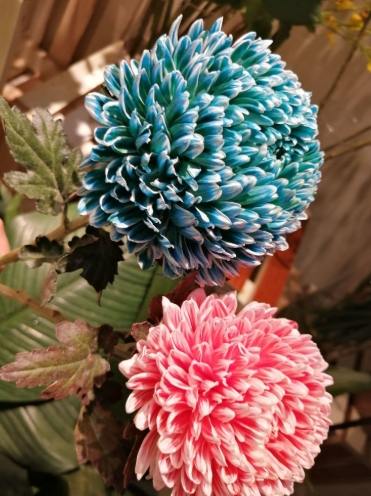 牡丹菊種植方法 牡丹菊種植方法