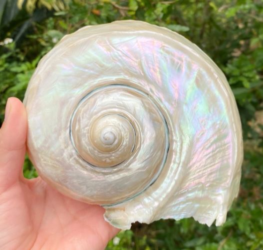 夜光貝加工步驟