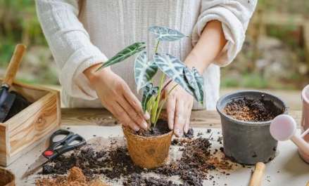 盆栽換土步驟