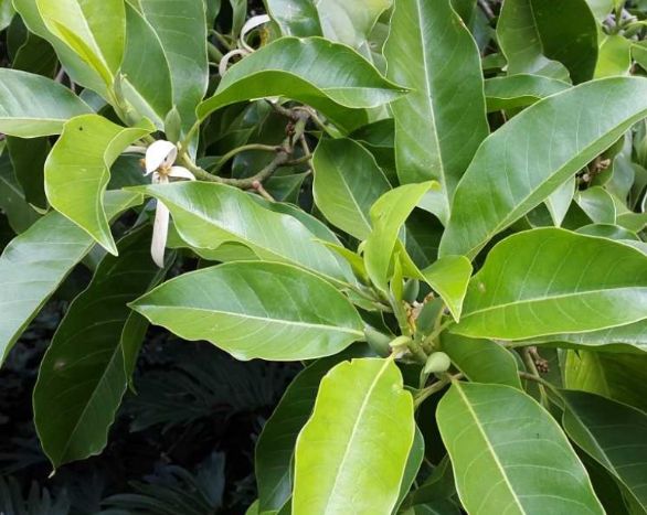 白玉蘭葉精油調配比例