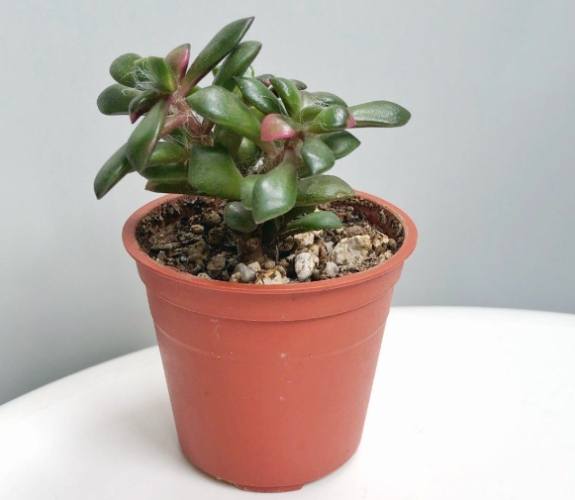 多肉植物養護 多肉植物養護