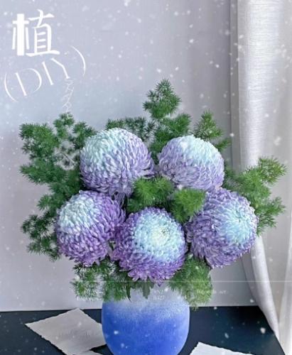 牡丹菊種植方法 牡丹菊種植方法