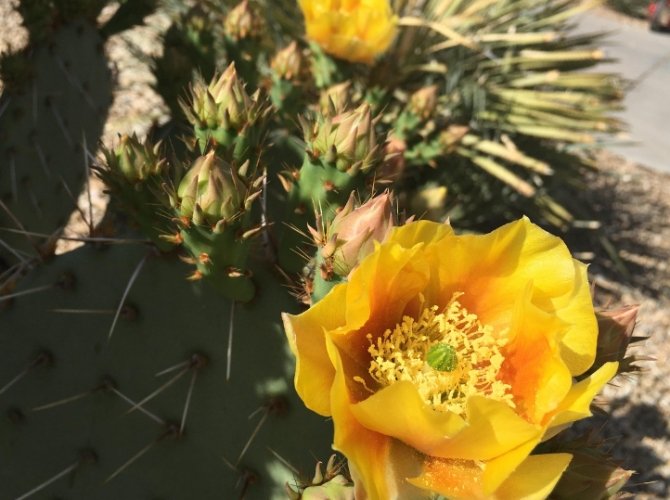 仙人掌種子發芽