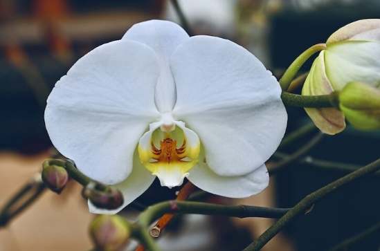 蘭花葉子變黃 蘭花葉子變黃