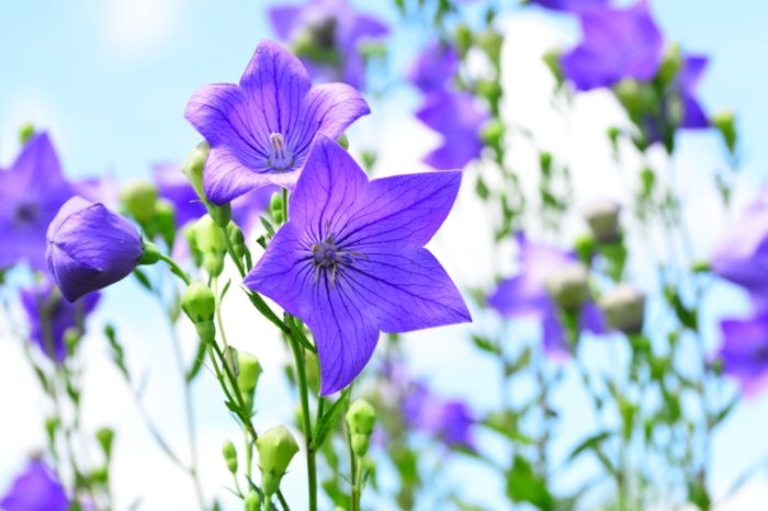 桔梗花栽培 桔梗花栽培