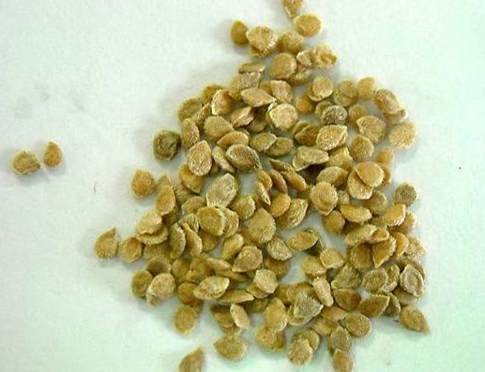 番茄種子品種 番茄種子品種