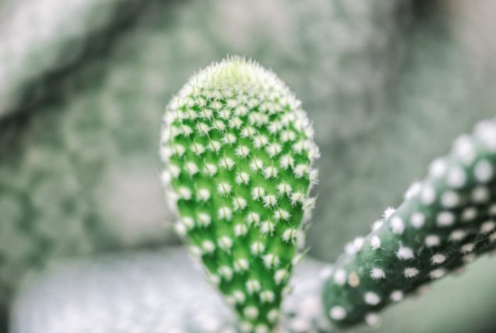 仙人掌栽培 仙人掌栽培