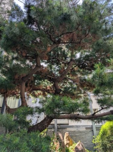 五葉松病害 五葉松病害