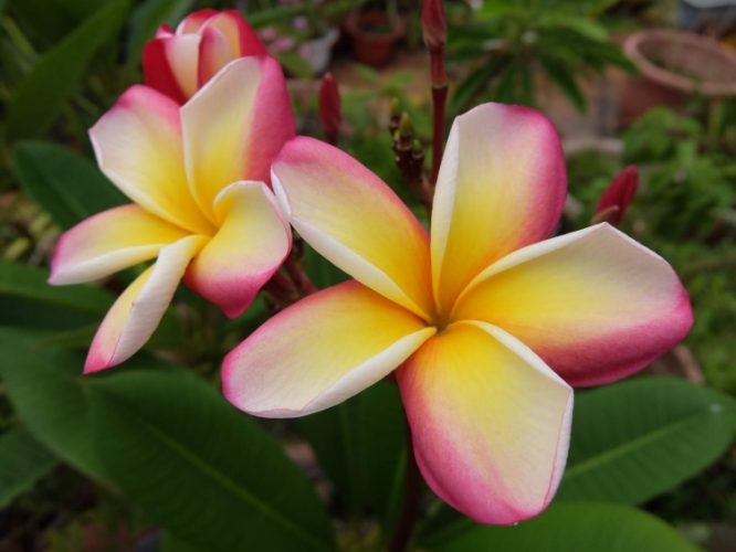 雞蛋花種子處理