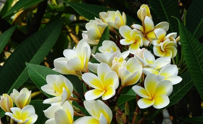 雞蛋花黃葉原因