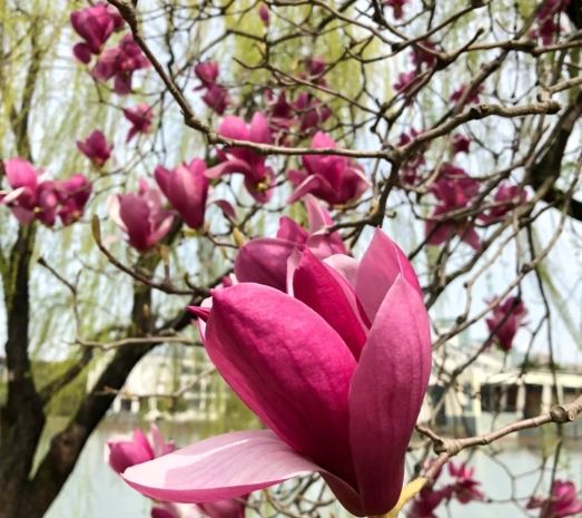 玉蘭花扦插方法