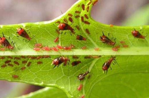 羅漢松害蟲處理