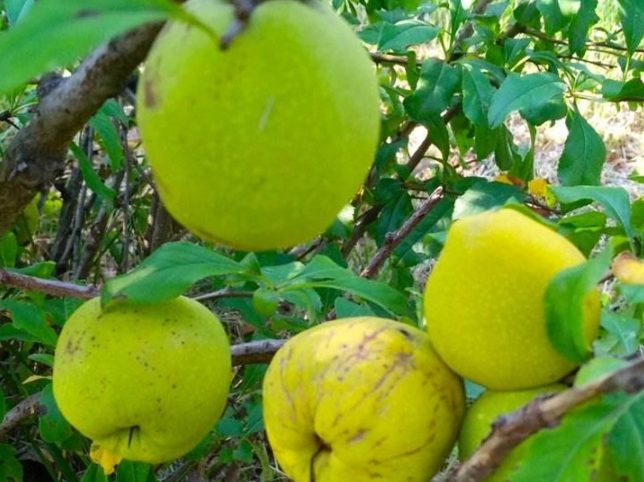 海棠果食用方法 海棠果食用方法