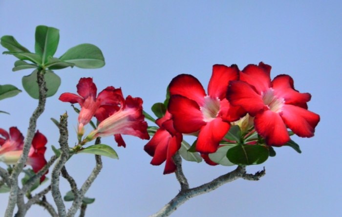 沙漠玫瑰養護方法 沙漠玫瑰養護方法