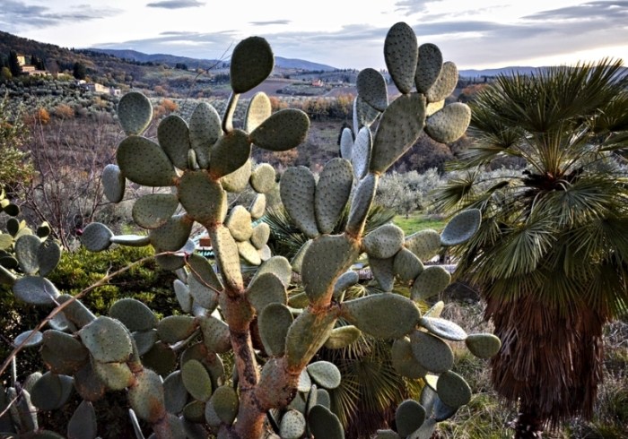 仙人掌種植方法 仙人掌種植方法
