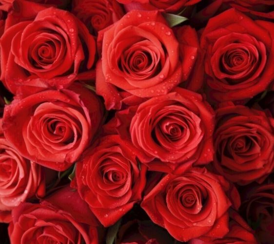 貓咪中毒症狀 貓咪中毒症狀