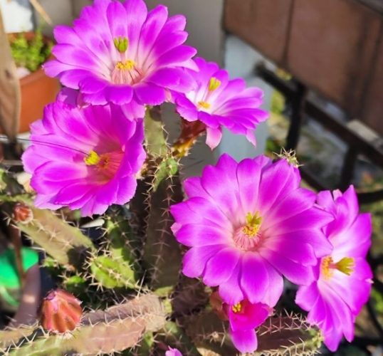 仙人掌變紫色原因