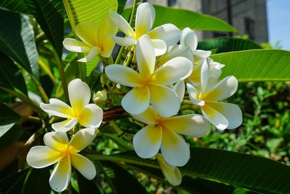 雞蛋花養護技巧