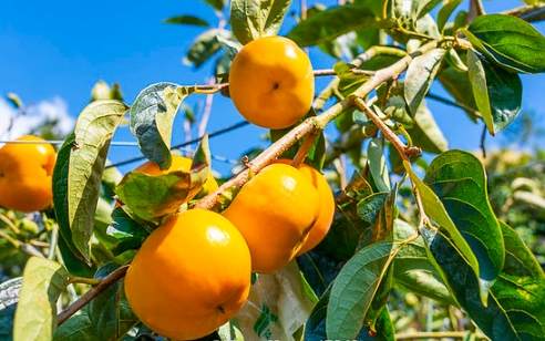 柿子樹繁殖方法