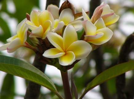 鸡蛋花养护技巧