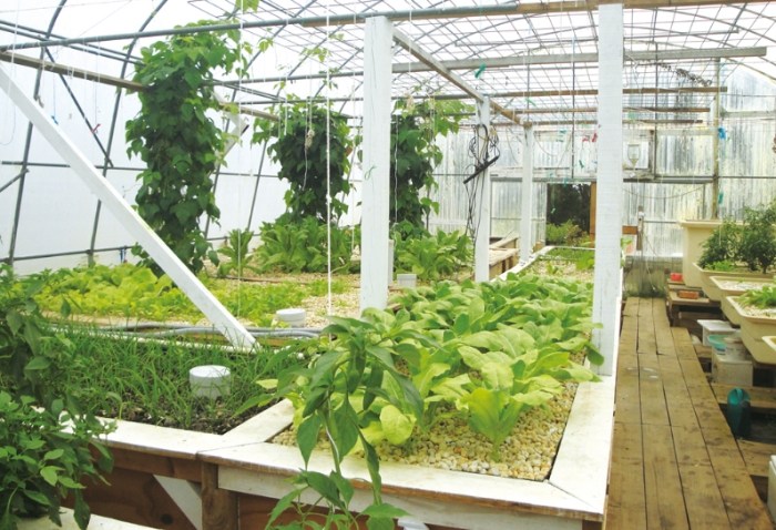 Aquaponics 植物選擇