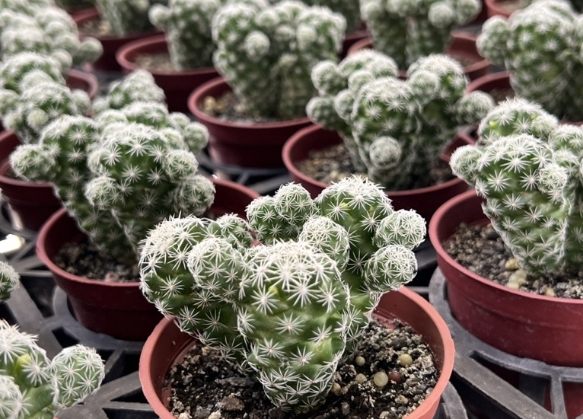 銀手指養護 銀手指養護