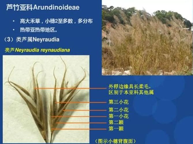 莎草科植物特征 莎草科植物特征