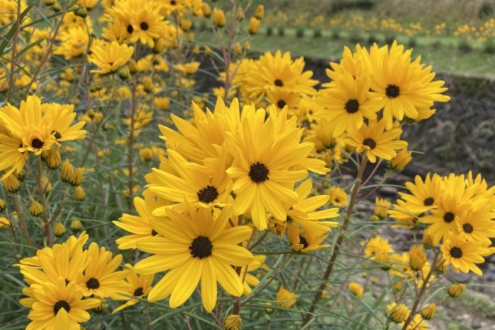 四季開花植物 四季開花植物