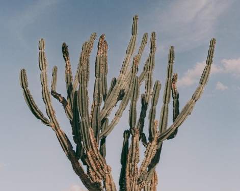 仙人掌黃化原因