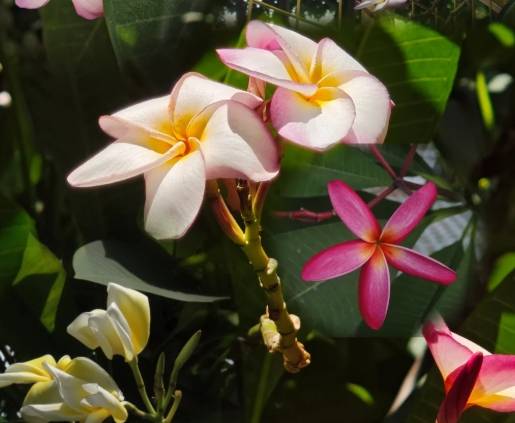 雞蛋花分支方法