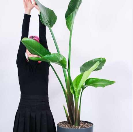 天堂鸟室内种植 天堂鸟室内种植