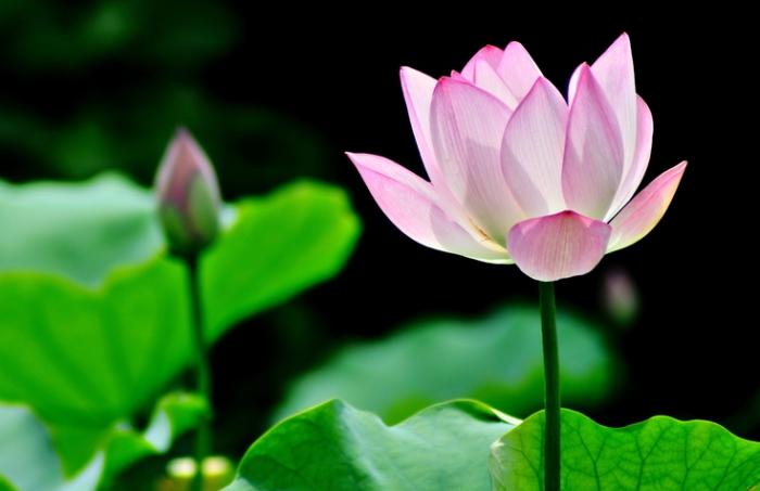 貓誤食含羞草 貓誤食含羞草