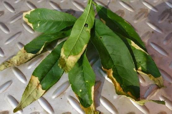 葉尖枯黃處理