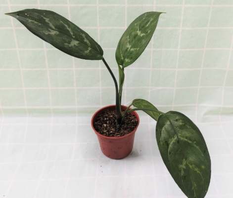 萬年青 種植方法 萬年青 種植方法