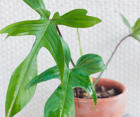 龍爪蔓綠絨養護技巧