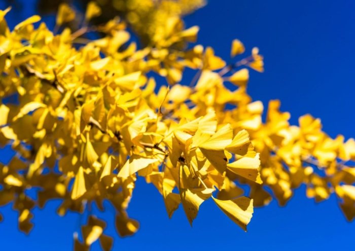 銀杏樹生長週期