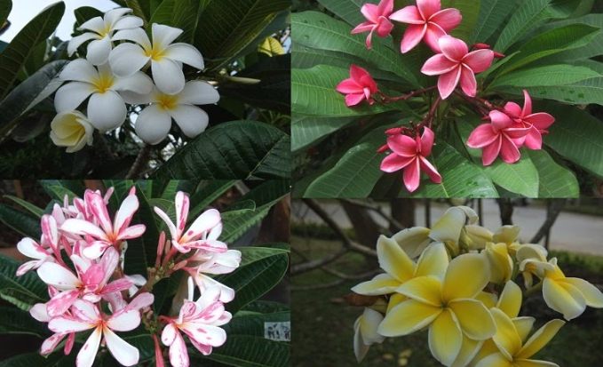 雞蛋花種子處理