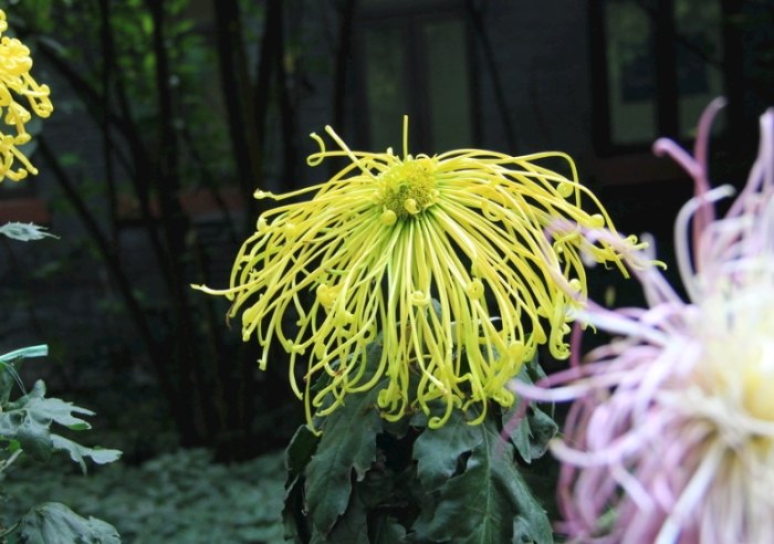 菊花栽培方法 菊花栽培方法