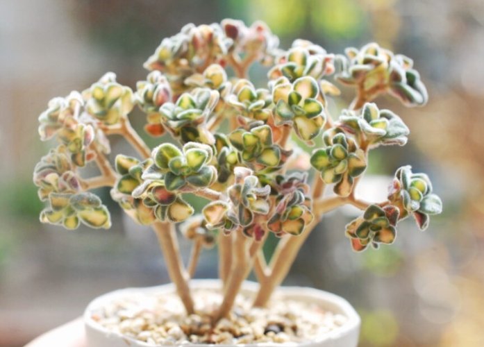 多肉植物土壤 多肉植物土壤