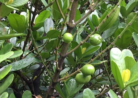 福木芽點處理 福木芽點處理